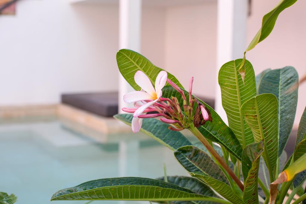 Boho Bohemian Boutique – Bloem bij zwembad, Willemstad