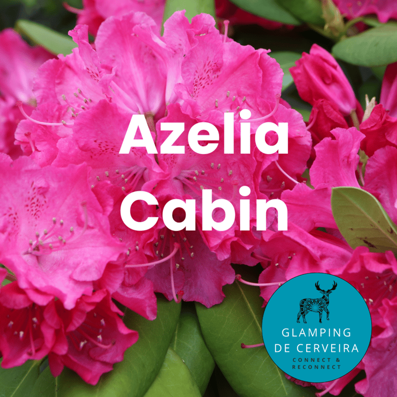 «Azalea Cabin»