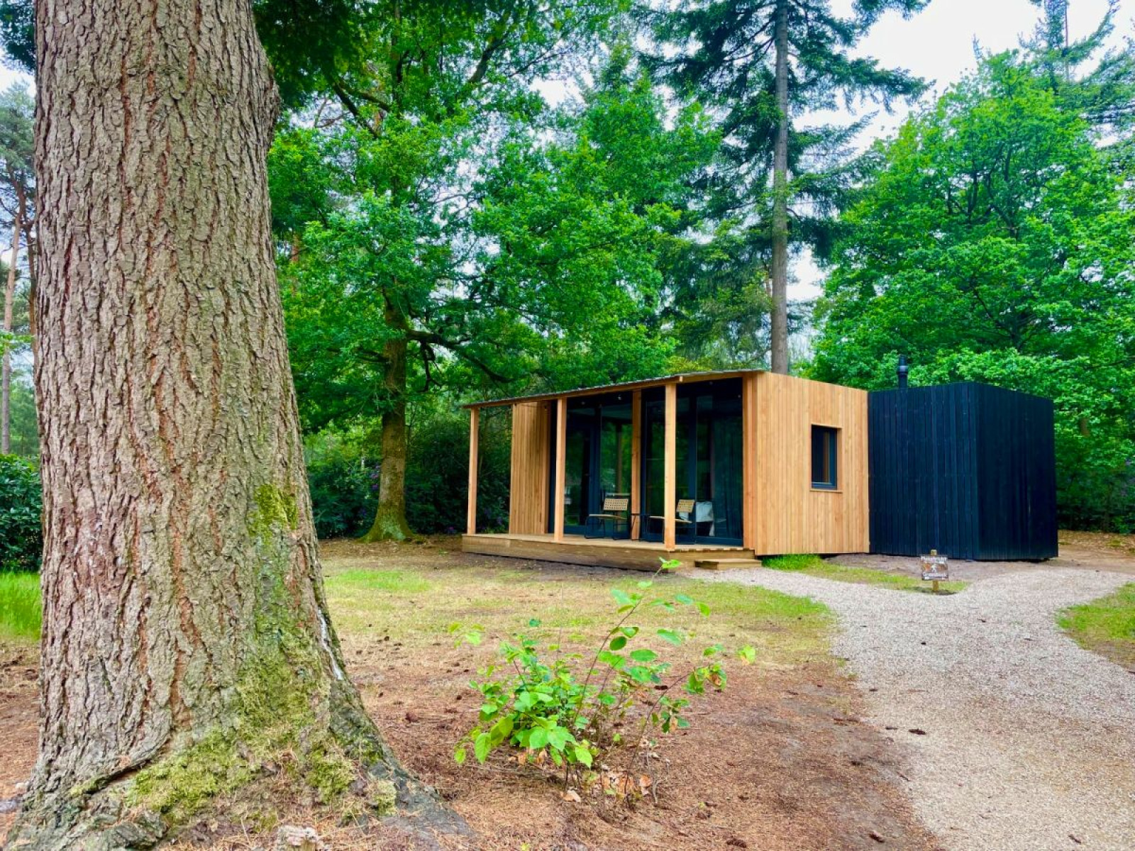 Forest Cabin